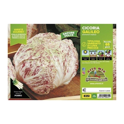 Cicorie e Radicchio variegata di Lusia precoce Galileo F1- 9 piante - Orto Mio