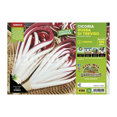 Cicorie e Radicchio rossa di Treviso tardiva Sile - 9 piante - Orto Mio
