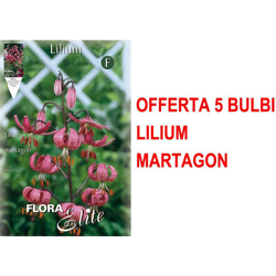 Offerta 5 Bulbi Autunnali Lilium Martagon Bulbs Bulbes precio
