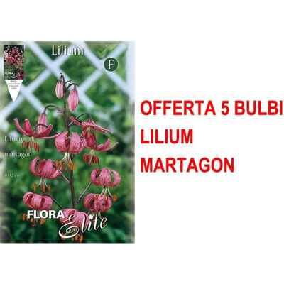 Offerta 5 Bulbi Autunnali Lilium Martagon Bulbs Bulbes