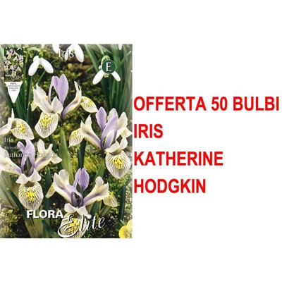 Offerta 50 Bulbi Iris Hollandica Katherine Hodgkin Bulbs Bulbes