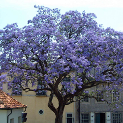 1 Pianta Di Paulownia Tomentosa Mielifera Fiori Profumati Viola características