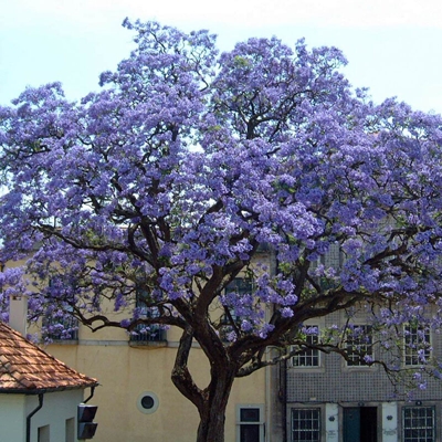 1 Pianta Di Paulownia Tomentosa Mielifera Fiori Profumati Viola