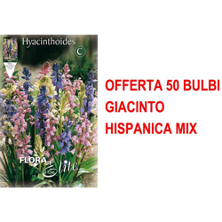 Offerta 50 Bulbi Giacinto Hyacinthoides Hispanica Mix Bulbs Bulbes características