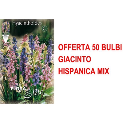 Offerta 50 Bulbi Giacinto Hyacinthoides Hispanica Mix Bulbs Bulbes