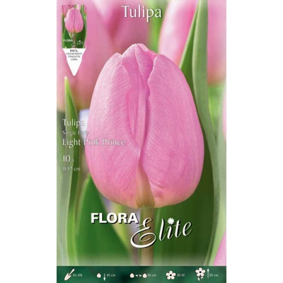Tulipano White Prince Confezione Da 10 Bulbi Autunnali Bulbs Bulbes