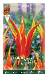 Tulipano Fior Di Giglio Fly Away Confezione Da 10 Bulbi Autunnali Bulbs características