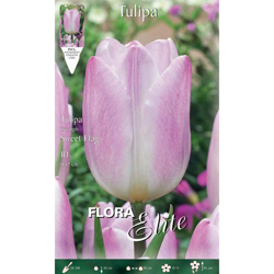 Bulbi Autunnali Tulipano Triumph Sweet Flag Confezione Da 10 Bulbi Bulbs Bulbes en oferta