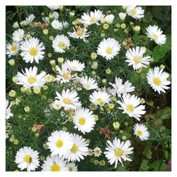 1 Pianta Di Aster Settembrino Starletta Bianco Vaso 12Cm características