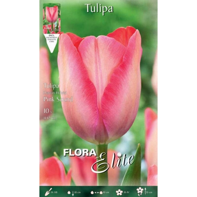 Bulbi Autunnali Tulipano Darwin Hybrid Pink Sound Confezione Da 10 Bulbi