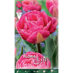 Bulbi Autunnali Tulipano Fiore Doppio Late Voque Confezione Da 10 Bulbi Bulbs Bulbes en oferta