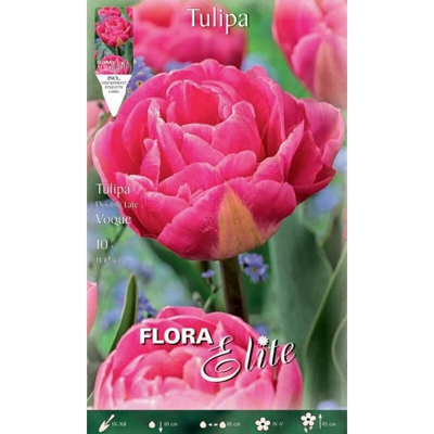 Bulbi Autunnali Tulipano Fiore Doppio Late Voque Confezione Da 10 Bulbi Bulbs Bulbes