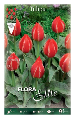 Bulbi Autunnali Di Tulipano Greigii Friendly Fire Confezione Da 10 Bulbi Bulbs Bulbes