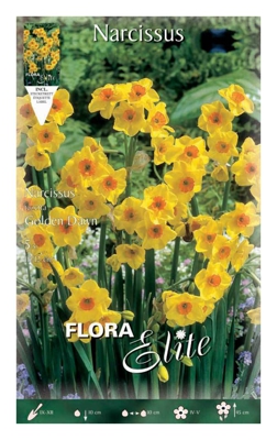 Narciso Tazetta Golden Dawn Confezione Da 5 Bulbi Autunnali Bulbs Bulbes