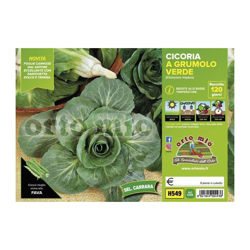Cicorie e Radicchio grumolo verde sel. Carrara - 9 piante - Orto Mio características
