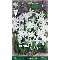 Bulbi Autunnali Chionodoxa Luciliae Alba Confezione Da 20 Bulbi Bulbs en oferta