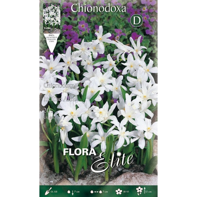 Bulbi Autunnali Chionodoxa Luciliae Alba Confezione Da 20 Bulbi Bulbs