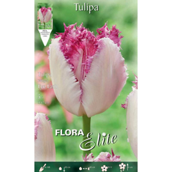 Tulipano Multifiori Fringed Eye Lash Confezione Da 5 Bulbi Autunnali Bulbs Bulbes en oferta