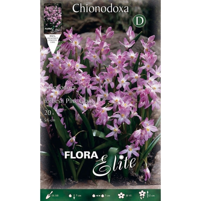 Bulbi Autunnali Chionodoxa Pink Giant Confezione Da 20 Bulbi Bulbs