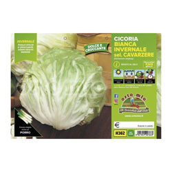 Cicorie e Radicchio Bianca Invernale sel. Cavarzere - 9 piante - Orto Mio características