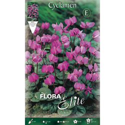 Ciclamino Cyclamen Coum Ssp Coum Confezione Da 3 Bulbi Bulbs Bulbes precio