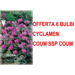 Offerta 6 Bulbi Autunnali Ciclamino Cyclamen Coum Ssp Coum Bulbs Bulbes características