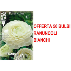 Offerta 50 Bulbi Autunnali Ranuncolo Asiatic Bianco Bulbs Bulbes características
