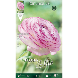 Bulbi Autunnali Ranunculus Ranuncoli Picotee Rosa Confezione Da 10 Bulbi precio