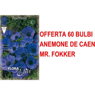 Offerta 60 Bulbi Anemone Coronaria Mr. Fokker Bulbs Bulbes