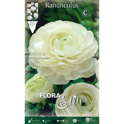 Bulbi Autunnali Ranuncolo Ranuncoli Bianco Confezione Da 10 Bulbi características