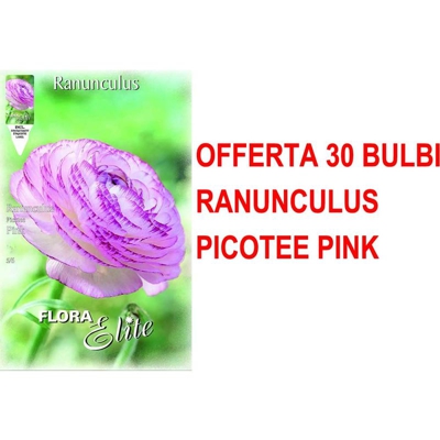 Offerta 30 Bulbi Autunnali Ranuncolo Picotee Rosa Bulbs Ranuncoli