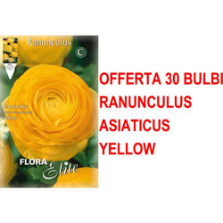Offerta 30 Bulbi Ranuncolo Asiatic Giallo Bulbs Bulbes precio