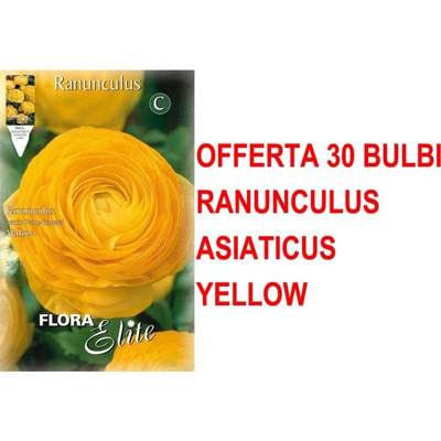 Offerta 30 Bulbi Ranuncolo Asiatic Giallo Bulbs Bulbes