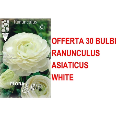 Offerta 30 Bulbi Autunnali Ranuncolo Asiatic White Bianco Bulbs