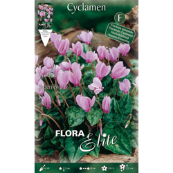 Ciclamino Cyclamen Hederifolium Confezione Da 3 Bulbi Bulbs Bulbes características
