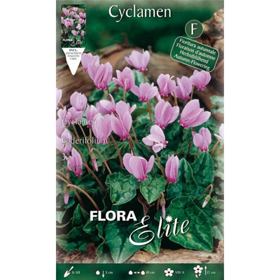 Ciclamino Cyclamen Hederifolium Confezione Da 3 Bulbi Bulbs Bulbes