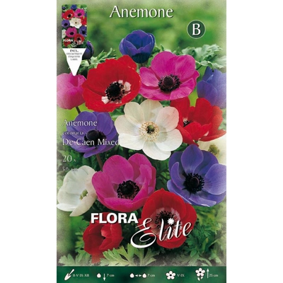 Bulbi Autunnali Anemone De Caen Mix Confezione Da 20 Bulbi Bulbs Bulbes
