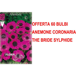 Offerta 60 Bulbi Autunnali Anemone Coronaria The Bride Sylphide Bulbs Bulbes características