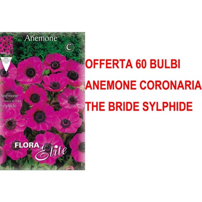 Offerta 60 Bulbi Autunnali Anemone Coronaria The Bride Sylphide Bulbs Bulbes