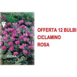 Offerta 12 Bulbi Ciclamino Cyclamen Coum Ssp Coum Bulbs Bulbes en oferta