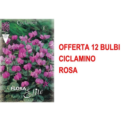 Offerta 12 Bulbi Ciclamino Cyclamen Coum Ssp Coum Bulbs Bulbes