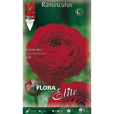 Bulbi Autunnali Ranuncolo Ranuncoli Rosso Confezione Da 10 Bulbi