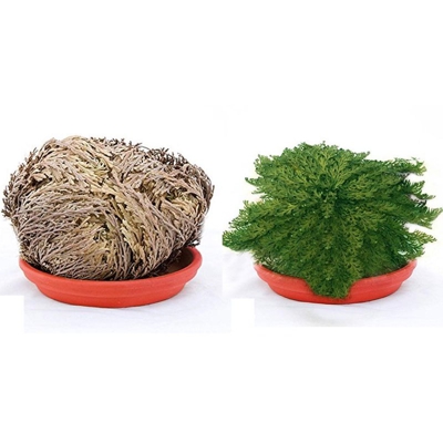 ROSA DI JERICHO 3 PIANTE jerico gericho gerico salaginella lwpidophylla deserto