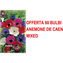 Offerta 80 Bulbi Autunnali Anemone De Caen Mix Bulbs Bulbes en oferta