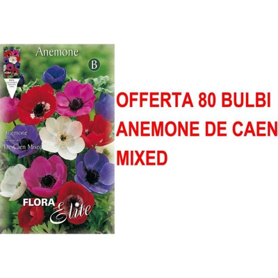 Offerta 80 Bulbi Autunnali Anemone De Caen Mix Bulbs Bulbes