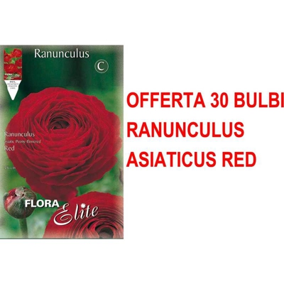 Offerta 30 Bulbi Autunnali Ranuncolo Asiatic Rosso Ranuncoli
