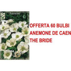 Offerta 60 Bulbi Autunnali Anemone Coronaria The Bride Bulbs Bulbes en oferta