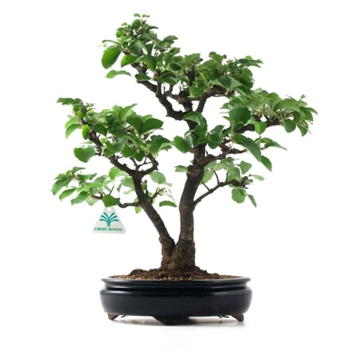 Bonsai da esterno Viburnum - 44 cm