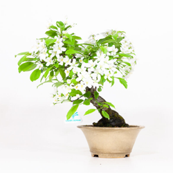 Bonsai da esterno Malus - Melo - 28 cm en oferta