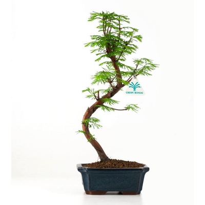 Bonsai da esterno Metasequoia - 29 cm